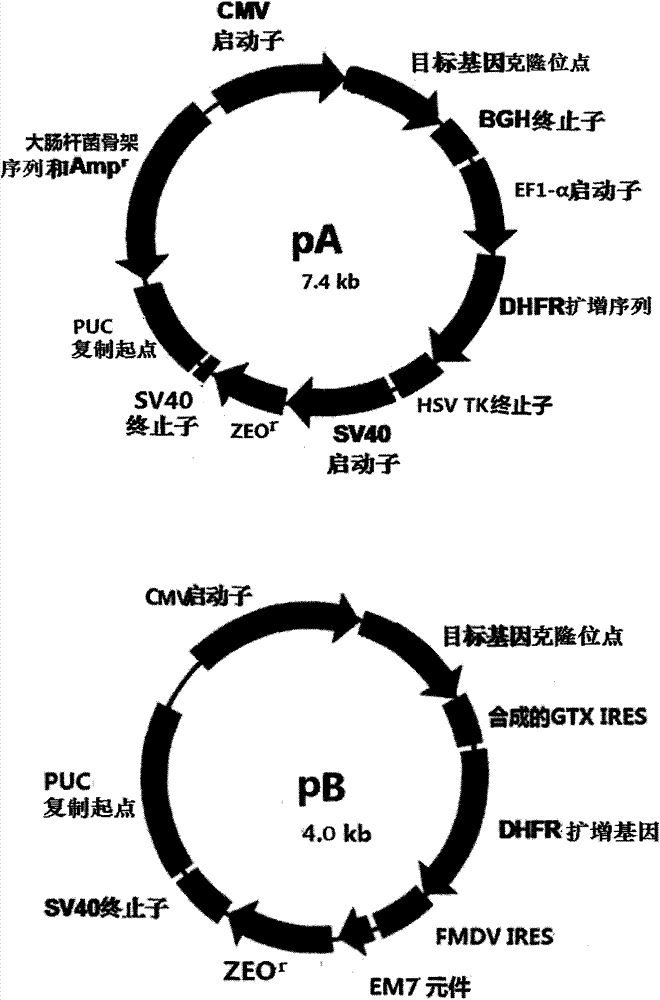 Mammal cell expression system