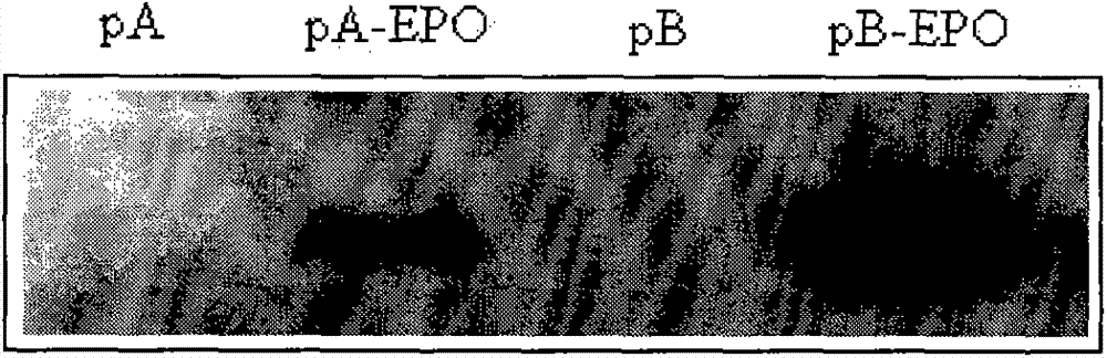 Mammal cell expression system