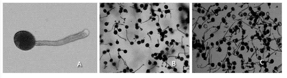 Apocarya pollen in-vitro germination liquid culture medium and application thereof in measuring pollen activity