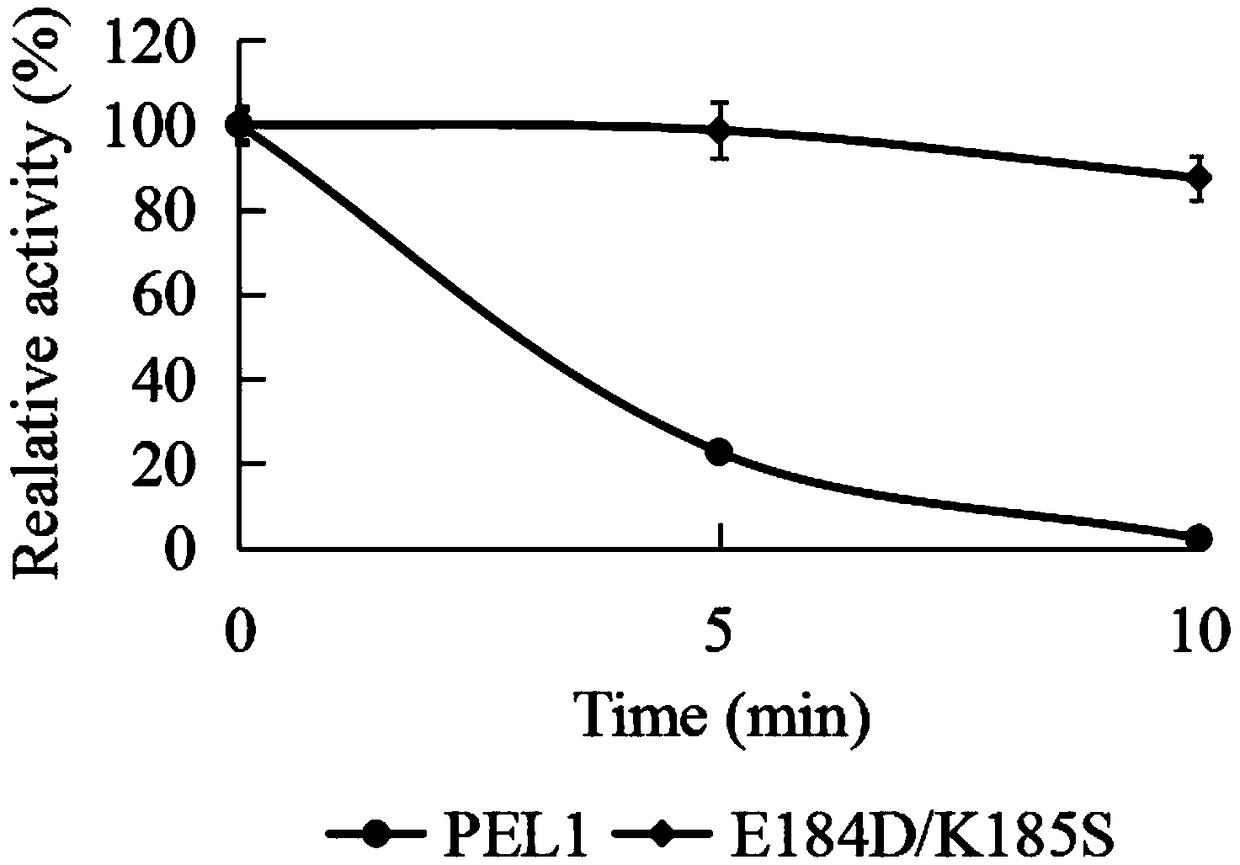 Low temperature alkaline pectinase mutant with improved specific activity and thermal stability
