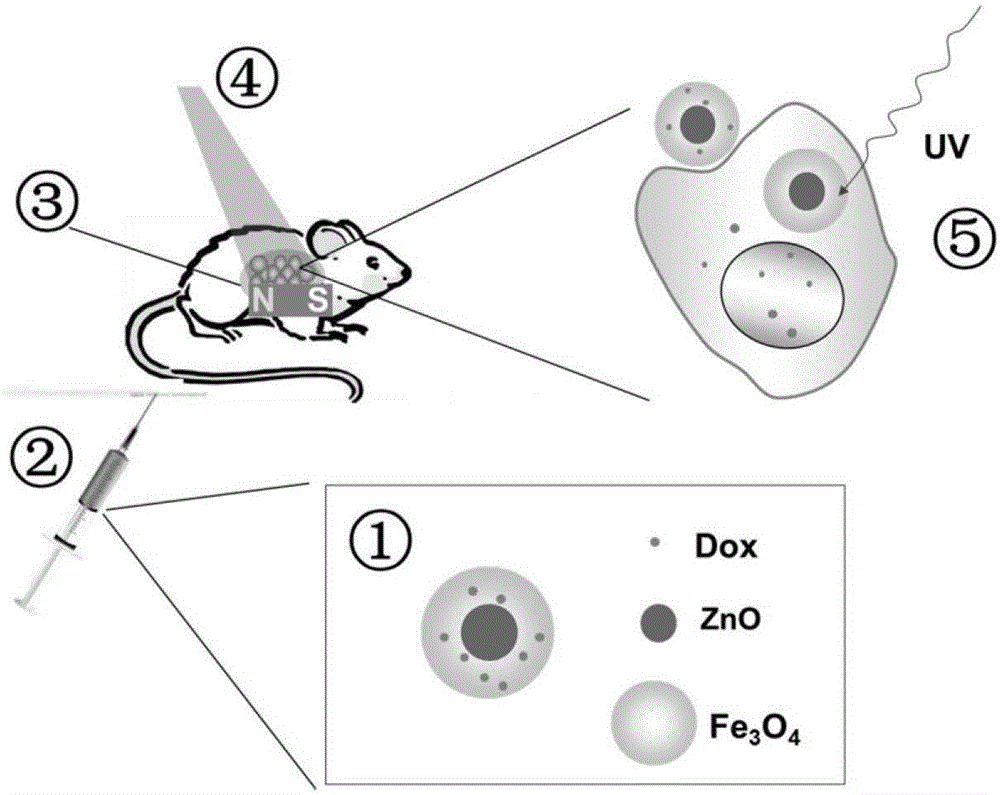 Targeting photodynamics treatment-chemotherapy integrated nanocompound and application thereof