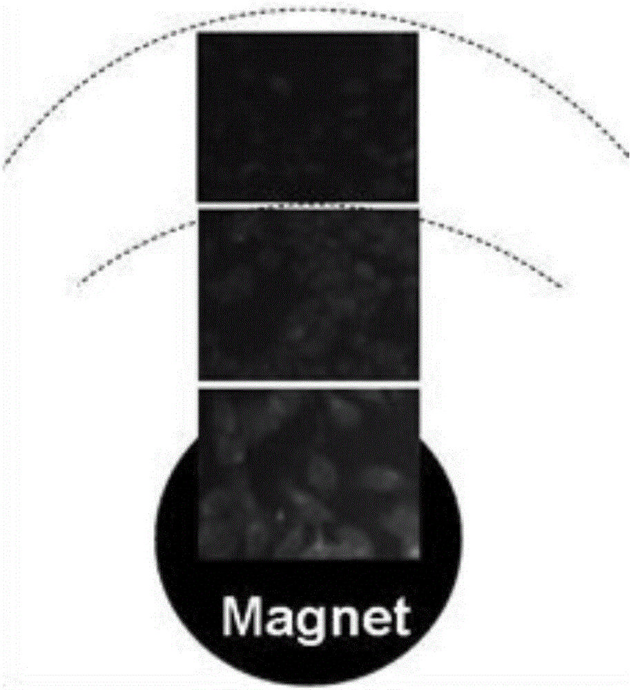 Targeting photodynamics treatment-chemotherapy integrated nanocompound and application thereof