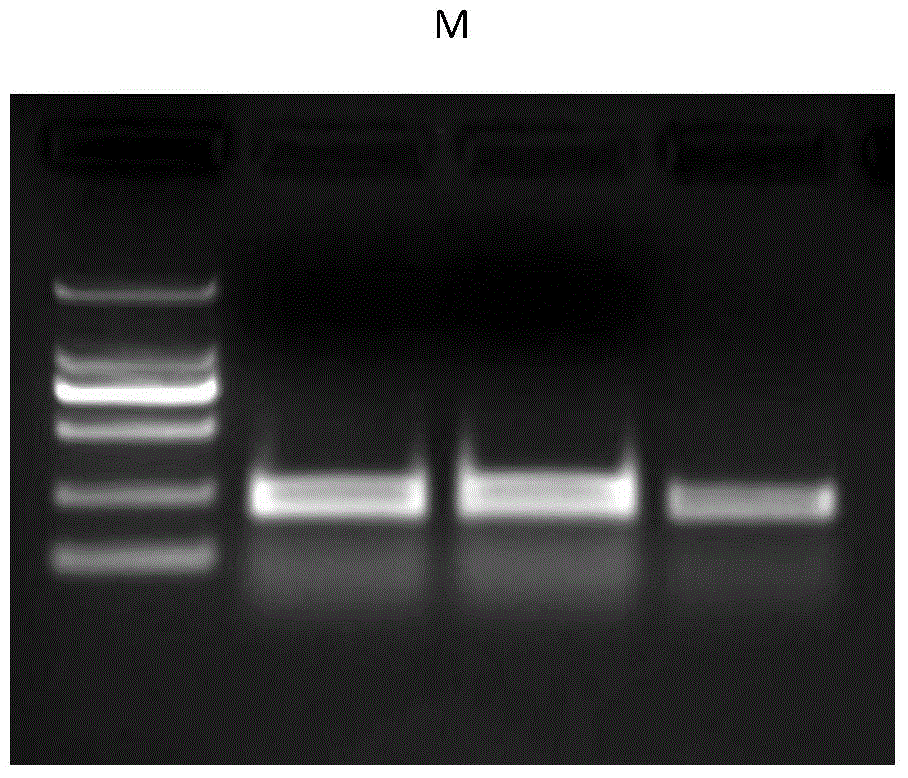 Tobacco recessive PVY (Potato Virus Y) resistance gene eIF4E-1 and application thereof