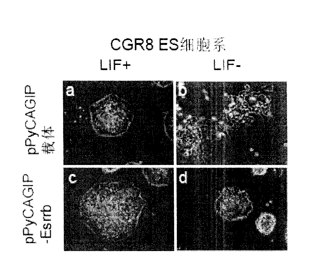 Uses of estrogen correlated acceptor 2 in maintaining versatility of mouse embryo stem cell