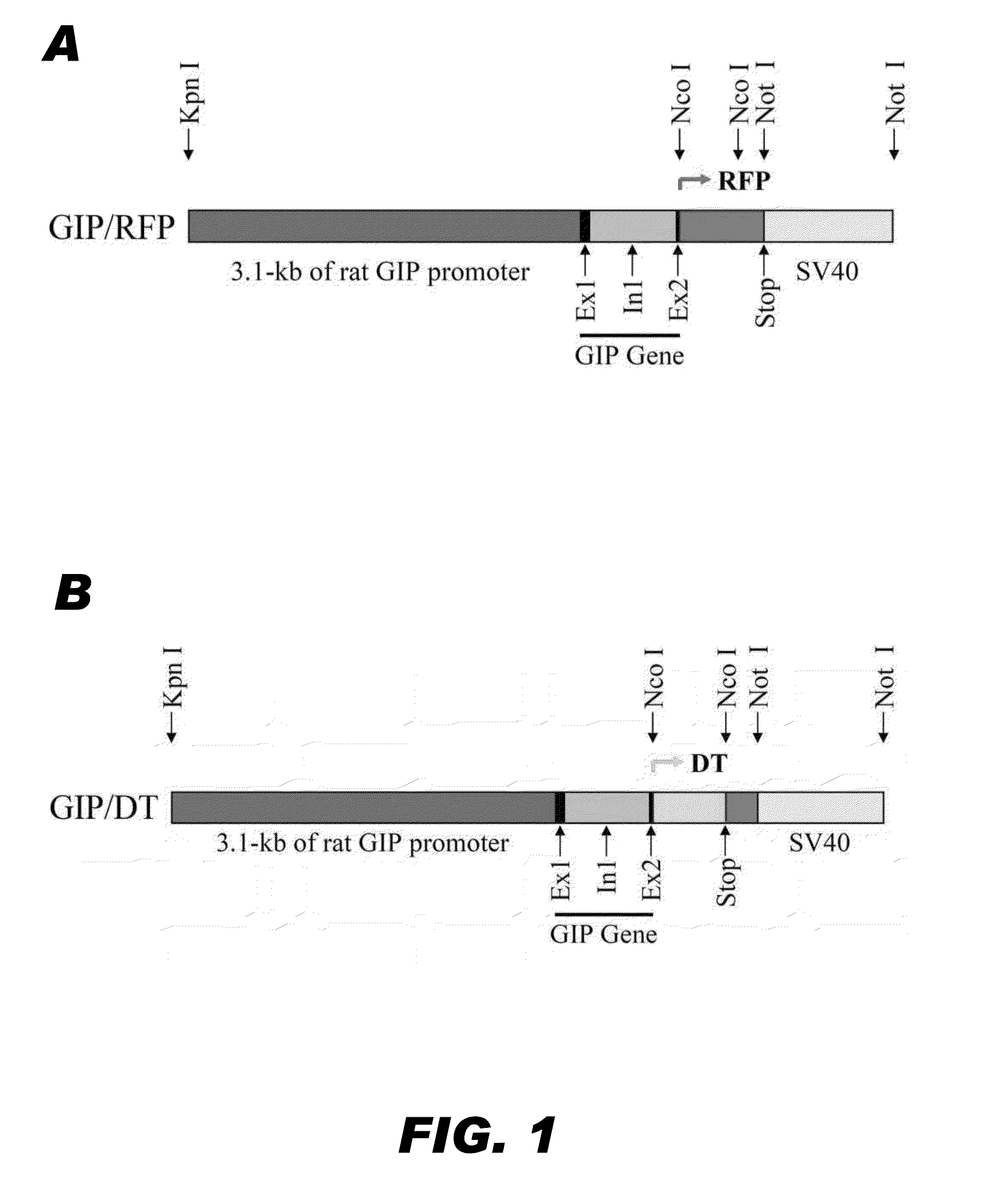 Methods and compositions for modulating insulin regulation