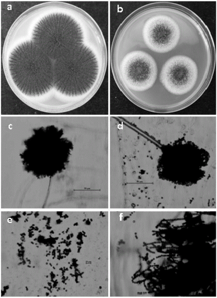 Aspergillus tubingensis with disease prevention and growth promoting functions as well as preparation and application of aspergillus tubingensis metabolites
