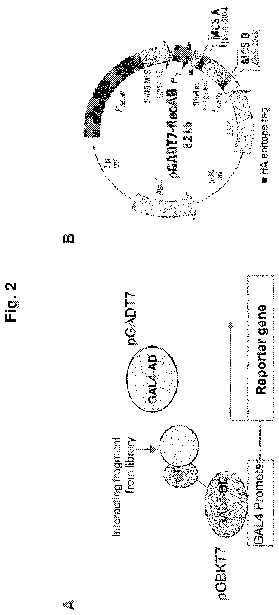 Cd44 binding peptides