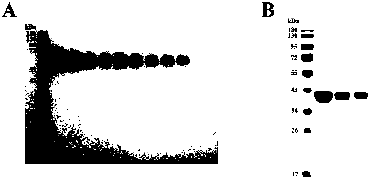 Threonine dehydratase and application thereof