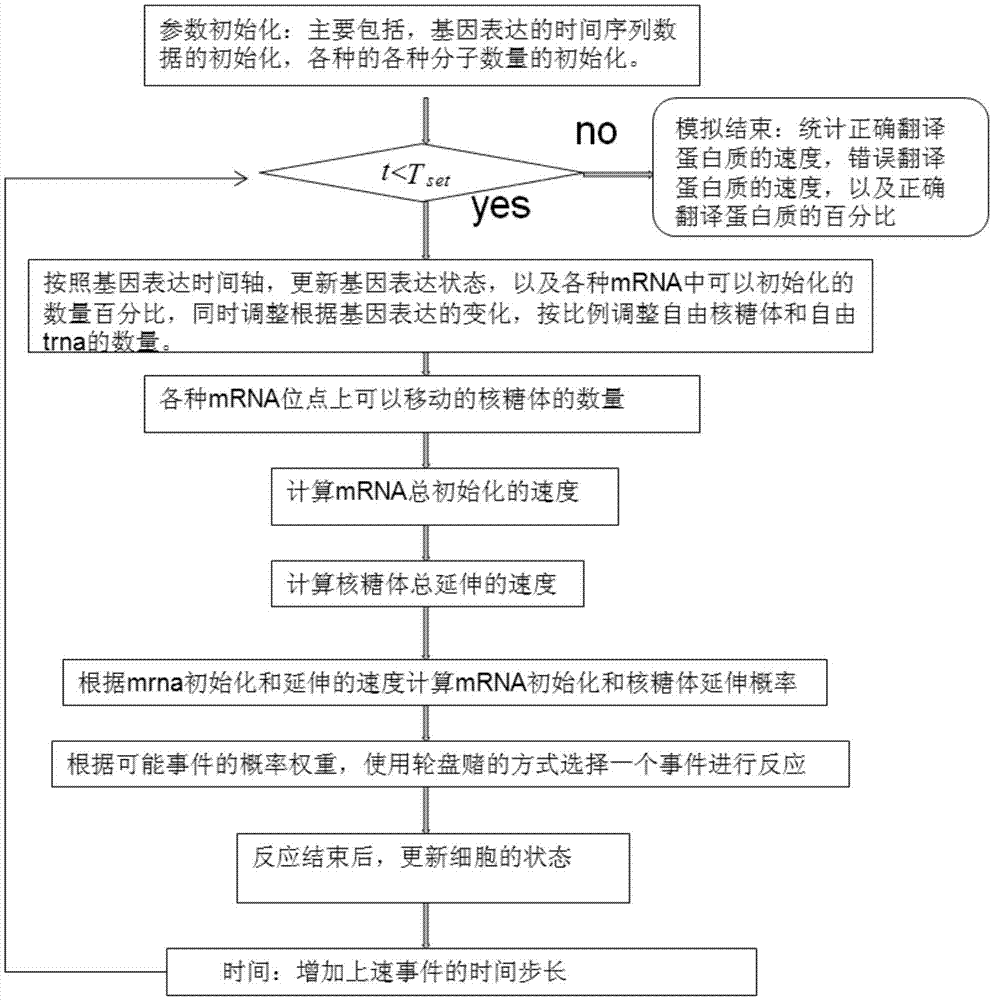 A cell gene translation process modeling method