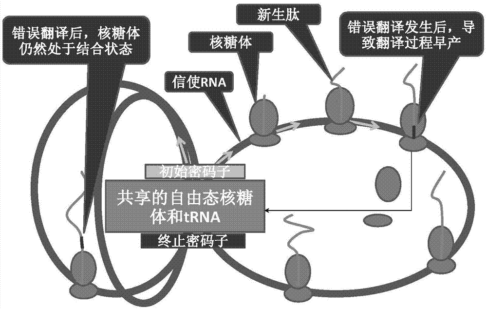 A cell gene translation process modeling method