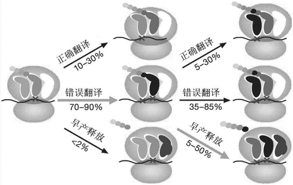 A cell gene translation process modeling method