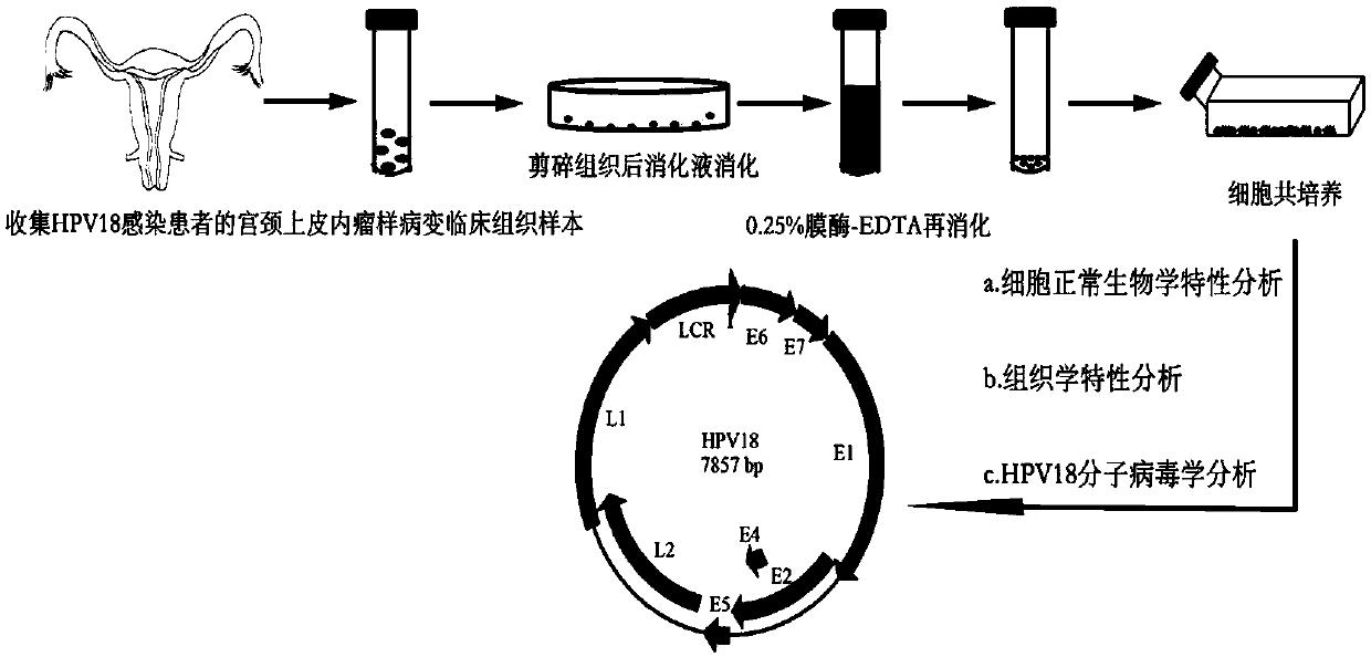 Free-type HPV18-containing cervical epithelia interior tumor-like lesion cell line and application thereof