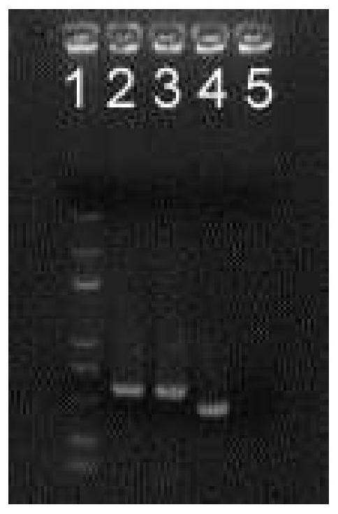 Recombinant metarhizium anisopliae and its use for promoting plant root growth