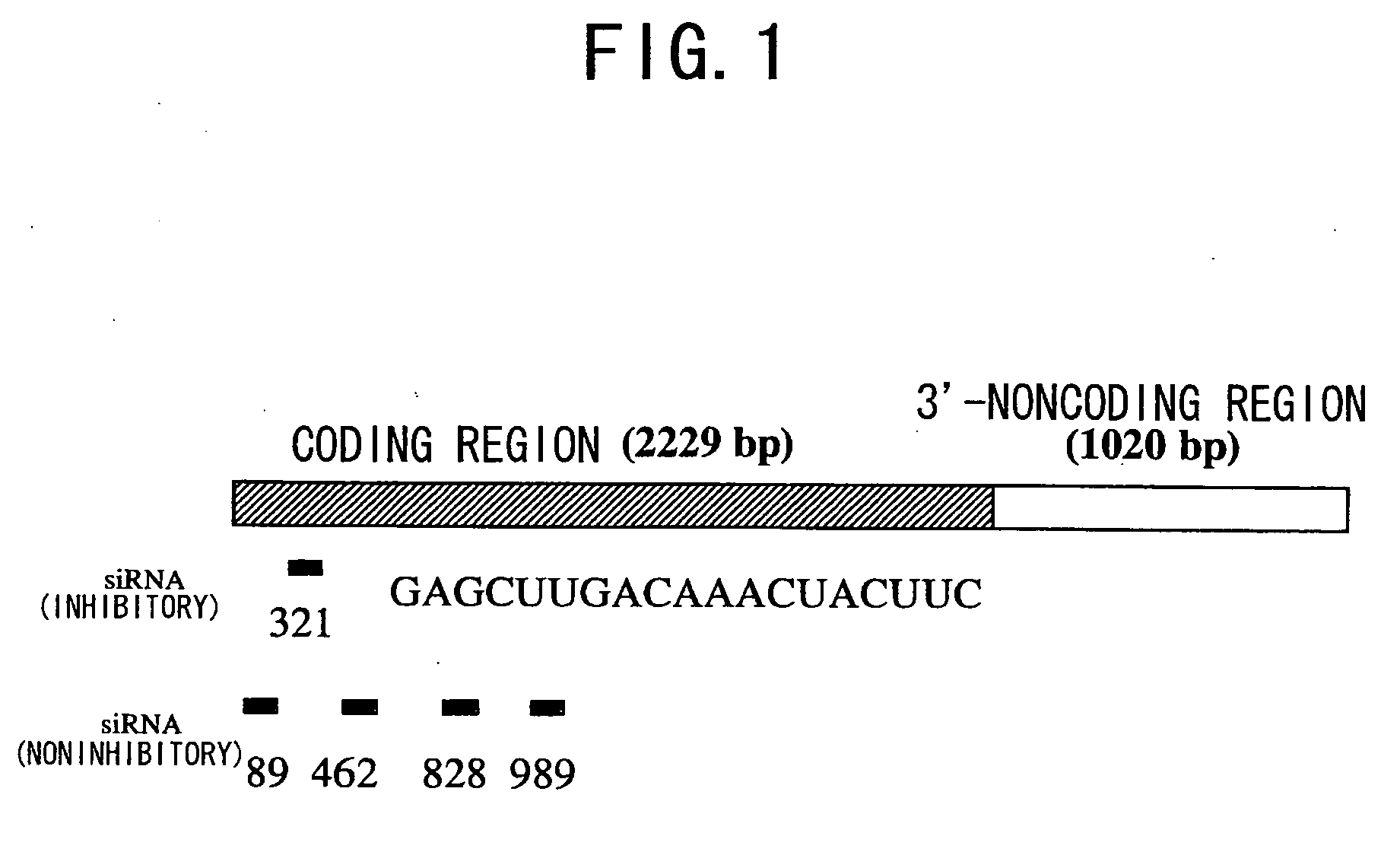 Rad51 Expression Inhibitors, Pharmaceutical Agents Containing The Inhibitors As Active Ingredients, And Uses Thereof