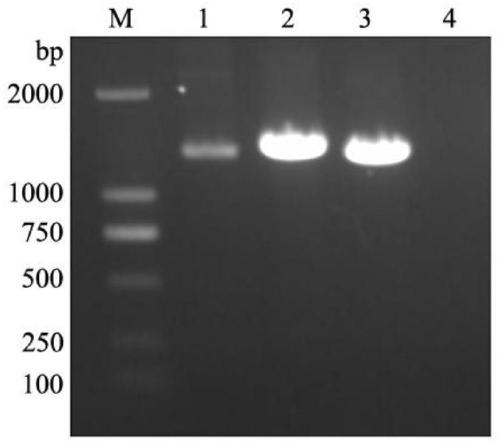 Weak strain CH-P60 of type-3 duck virus hepatitis (DVH) and application of weak strain CH-P60