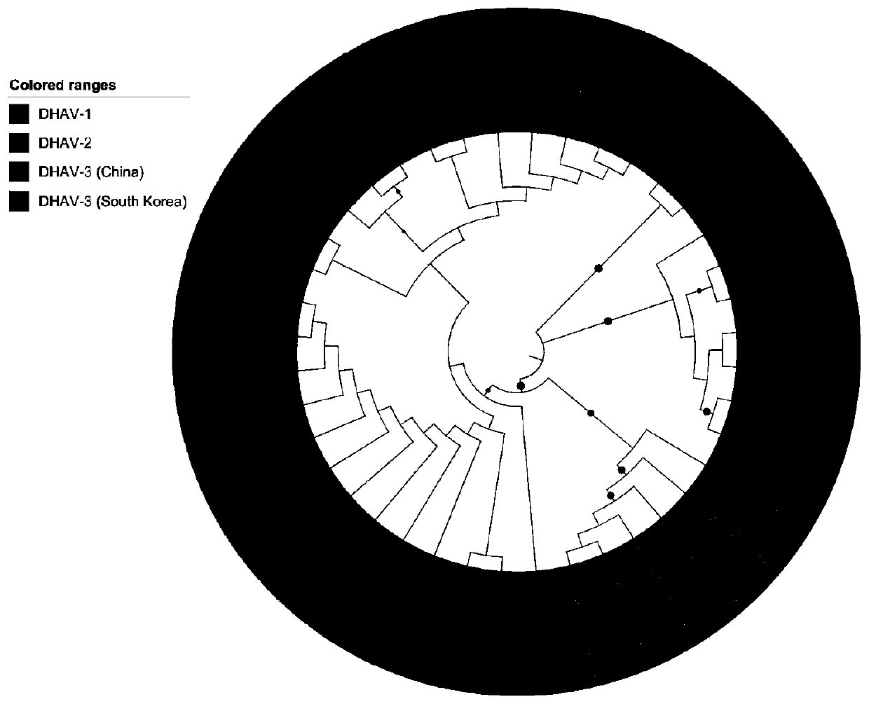 Weak strain CH-P60 of type-3 duck virus hepatitis (DVH) and application of weak strain CH-P60