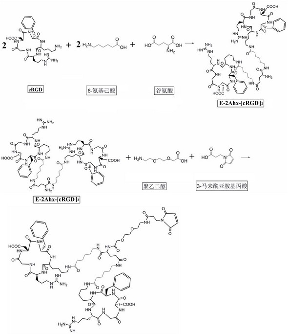 Structural molecules that enhance integrin receptor affinity and target cell uptake and their applications