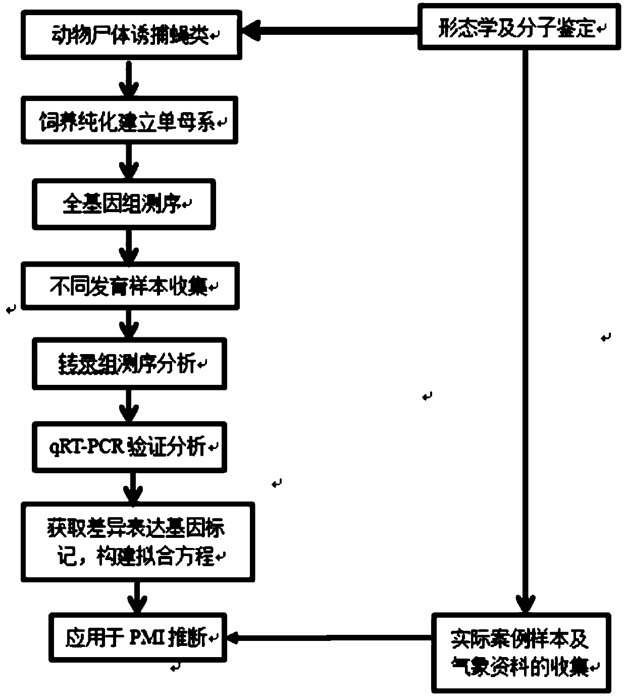 Molecular marker, primer composition and kit for calculating boettcherisca peregrina larva stage development time, and application