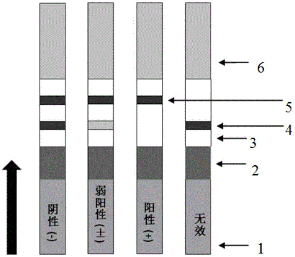 Gold-labeled strip based on nucleic acid aptamers of progesterone in saliva and used for detection