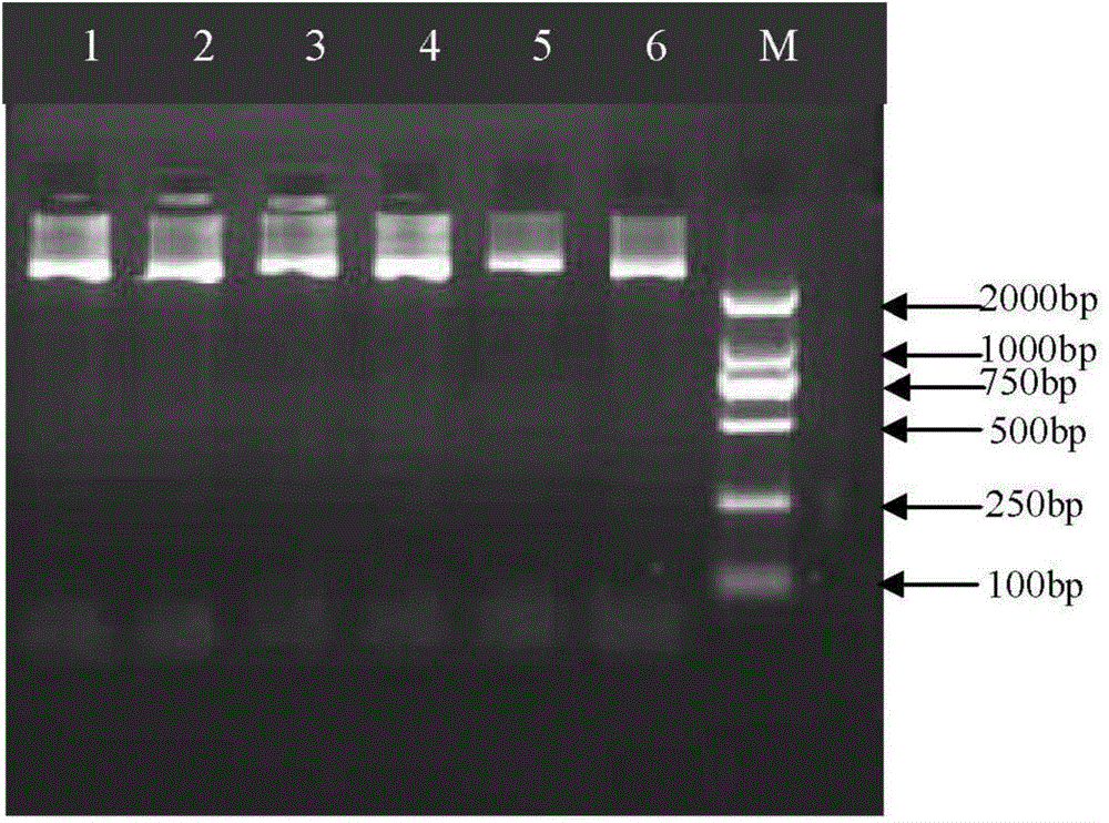 Group-specific primer PCR-SBT method and reagent based on HLA-DQB1 genetic typing