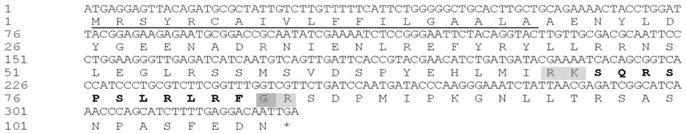 Neuropeptide cv-snpf and its receptor in Plutella xylostella xylostella and its application in increasing trehalose content in Plutella xylostella