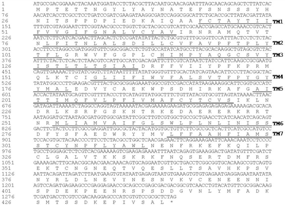 Neuropeptide cv-snpf and its receptor in Plutella xylostella xylostella and its application in increasing trehalose content in Plutella xylostella