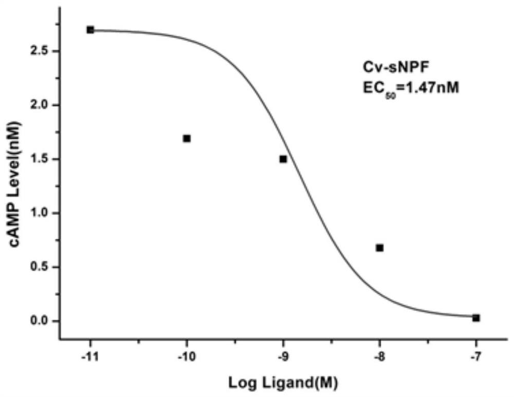 Neuropeptide cv-snpf and its receptor in Plutella xylostella xylostella and its application in increasing trehalose content in Plutella xylostella