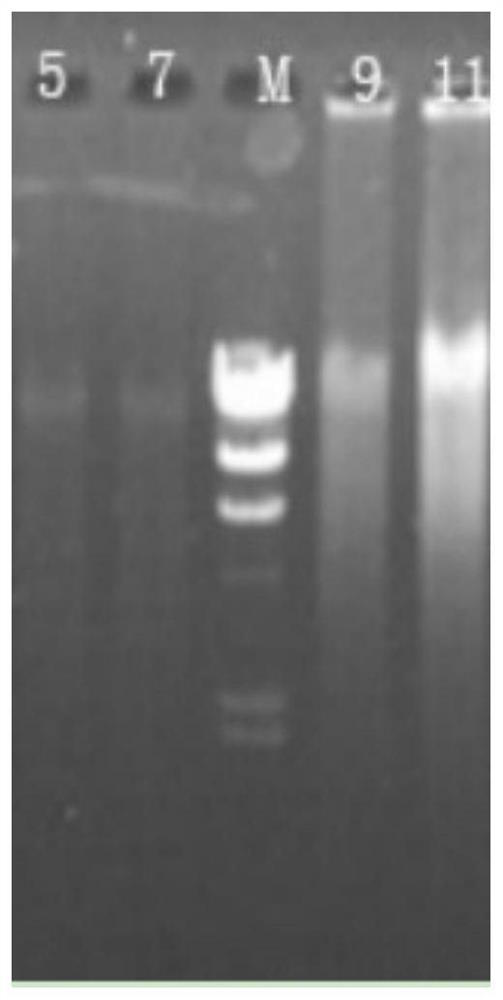 Dna Marker for detecting coal geological microbial bacterial species and its preparation method and application