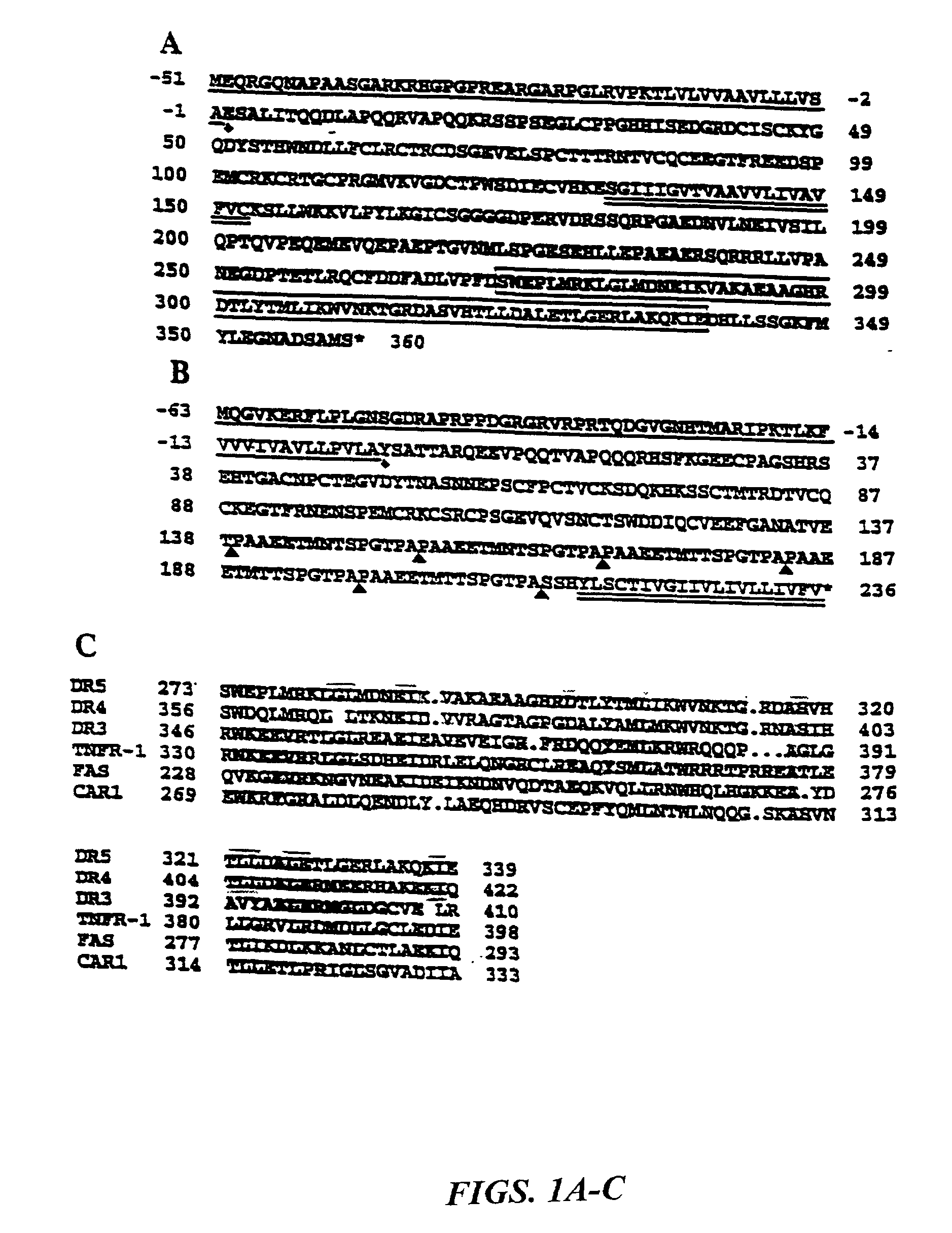 Trail receptors, nucleic acids encoding the same, and methods of use thereof