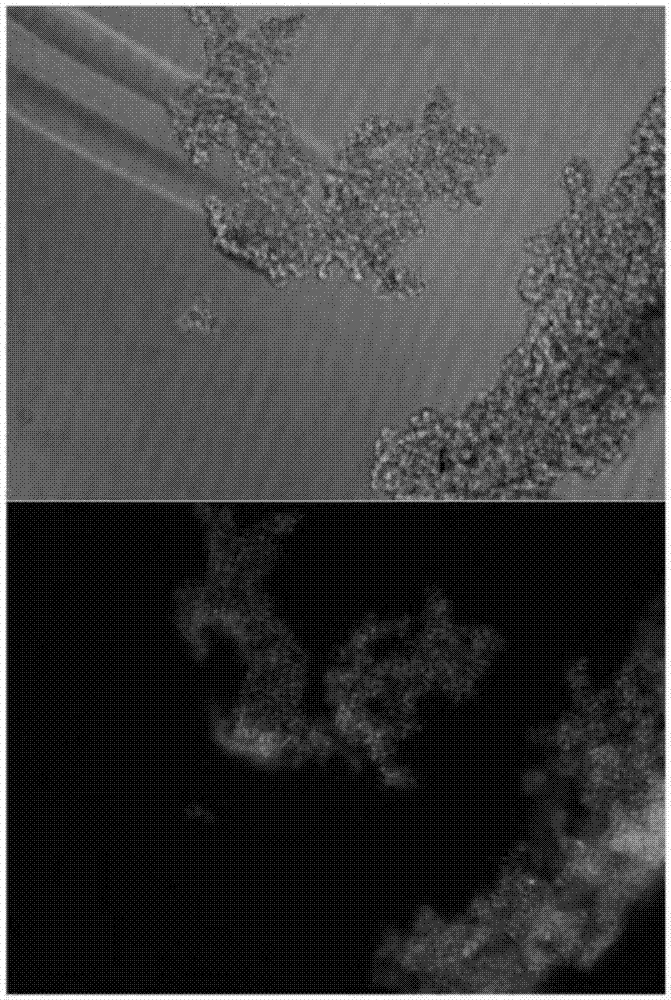 A car-t cytotoxicity indicator carrier