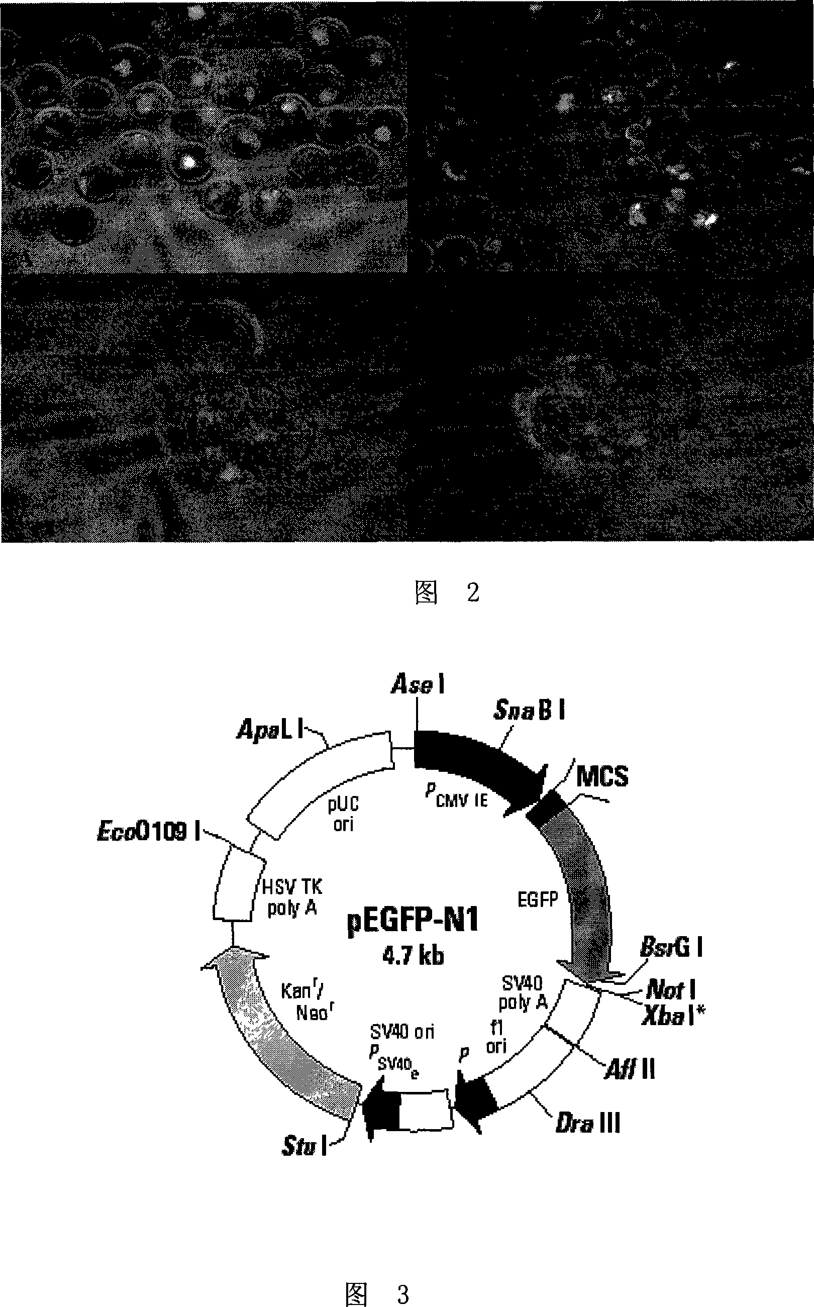 Method for cloning animal somatic cell