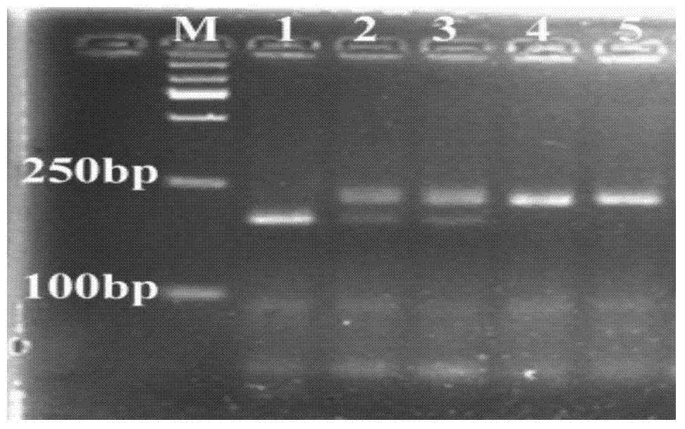 Chicken dominant white feather gene identification