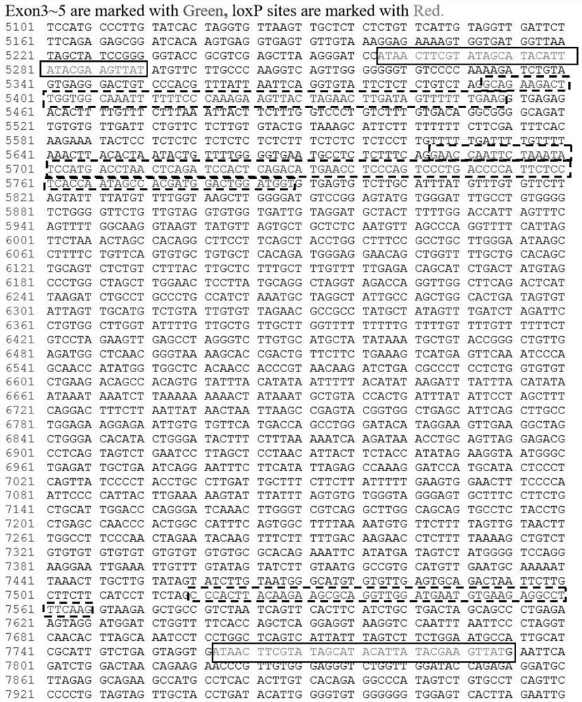 Construction method and application of Psm3 conditional gene knockout mouse model