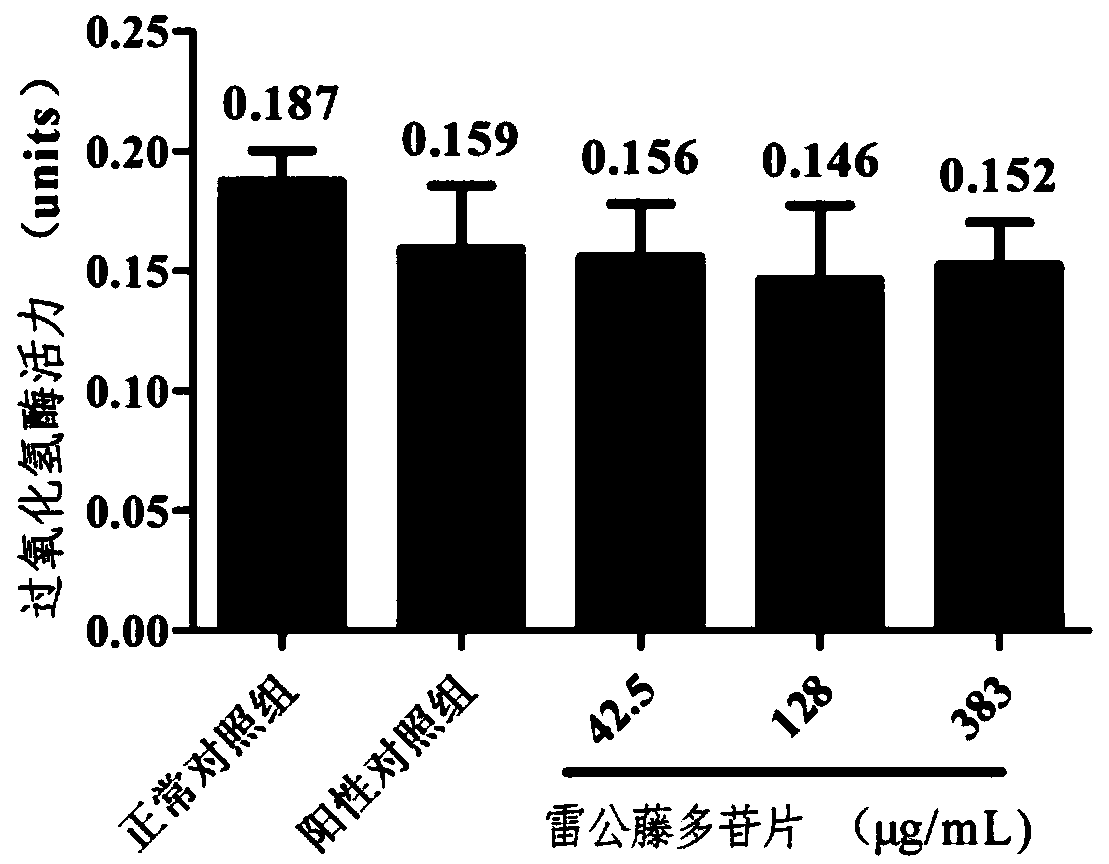 Construction method and application of animal model of liver injury induced by tripterygium glycosides