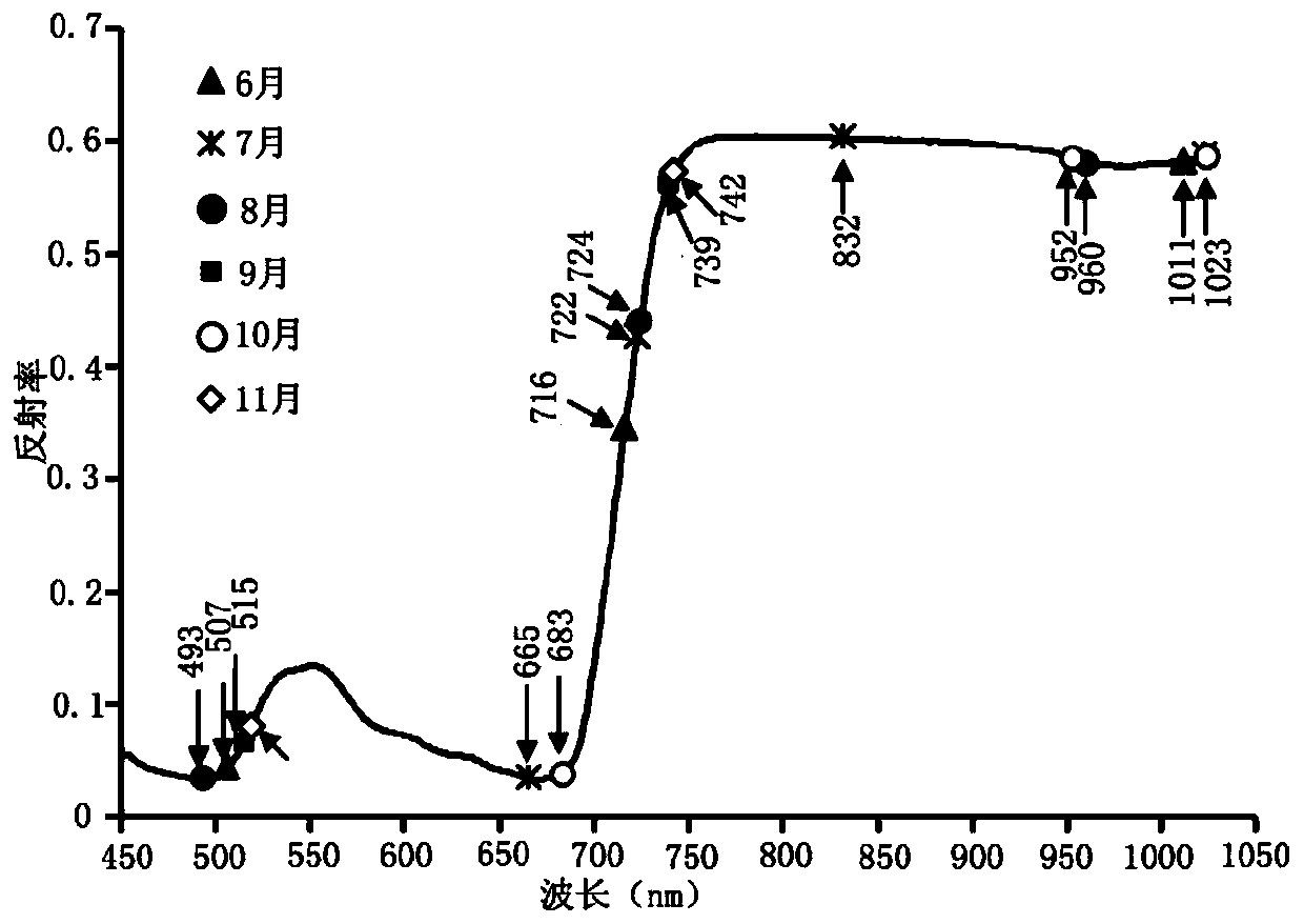 Method for identifying Candidatus Liberibacter spp. of different varieties of citrus by adopting model transfer