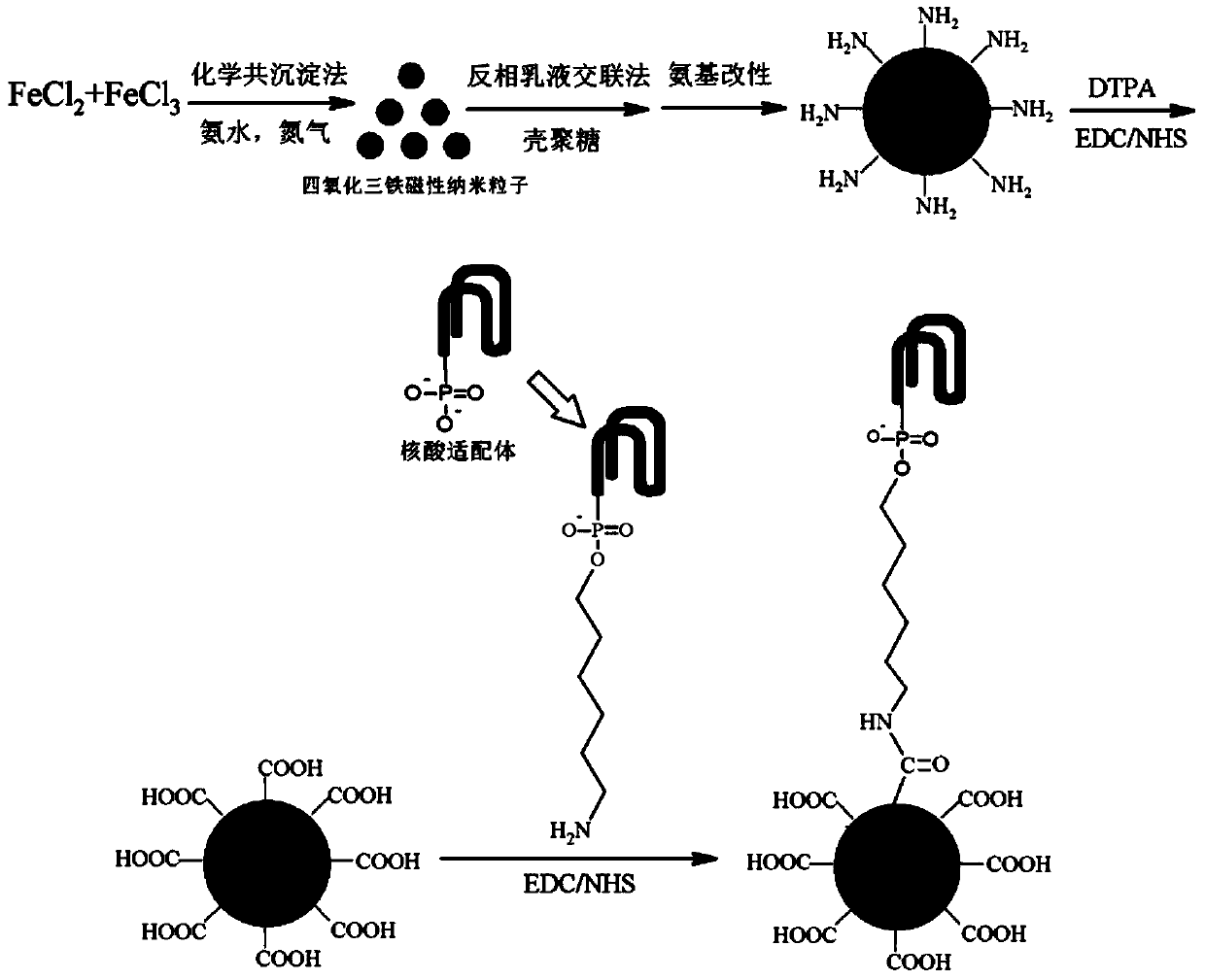 Single-stranded DNA nucleic acid modified chitosan magnetic microsphere preparation method