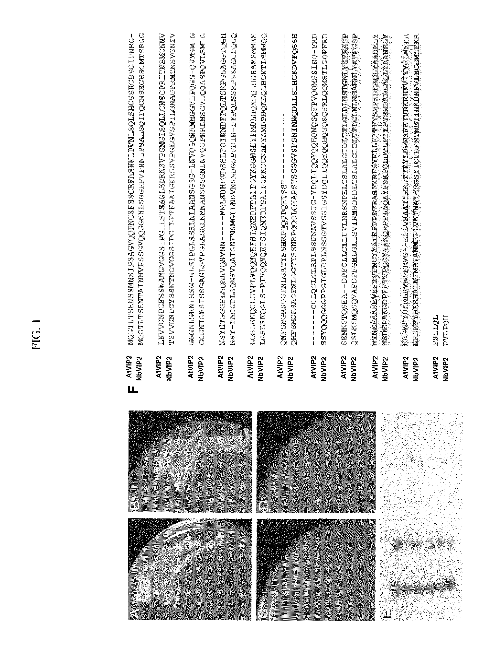 Method for agrobacterium-mediated transformation of plants