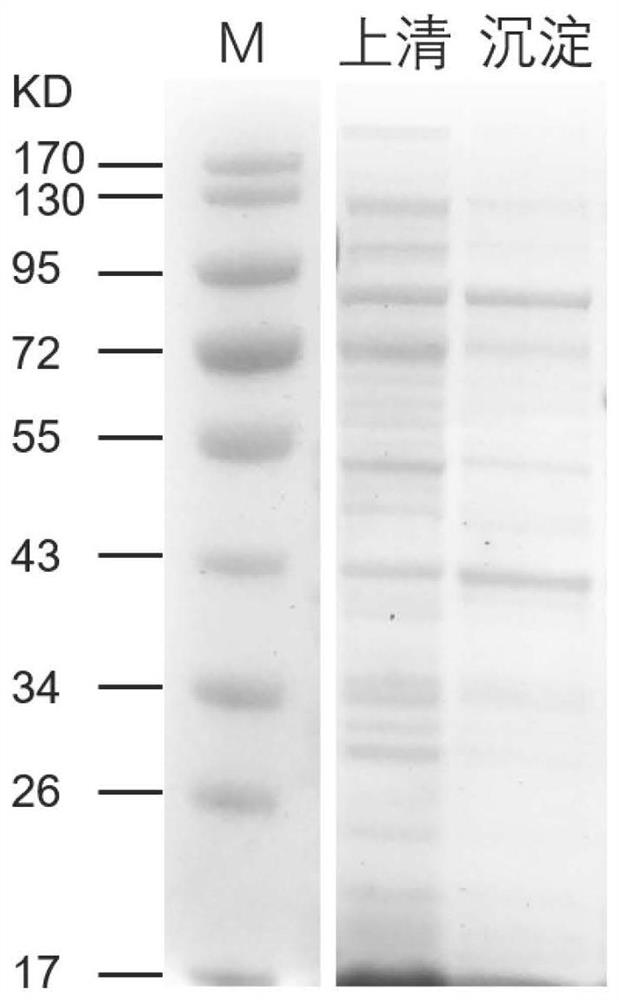 Ustilaginoidea virens elicitor protein SGP1, oligopeptide and application thereof