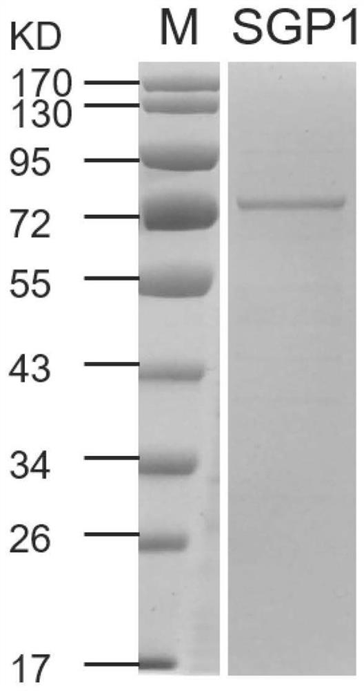 Ustilaginoidea virens elicitor protein SGP1, oligopeptide and application thereof
