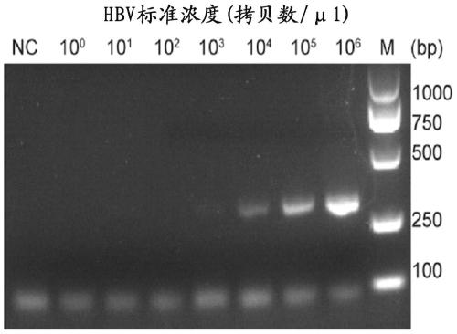 Application of crRNA targeted PCR-CRISPR system to detection of HBVDNA