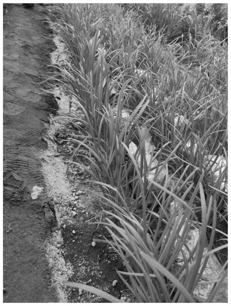 A compound cultivation management method of year-round cultivated green leafy vegetables and morels