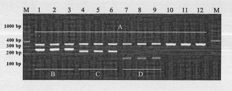 PCR method for rapid identification of four types of blue crabs of scylla