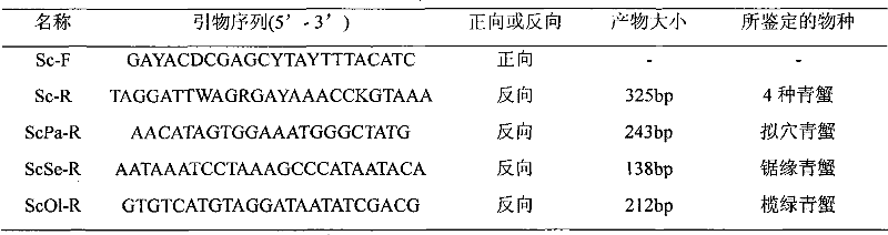 PCR method for rapid identification of four types of blue crabs of scylla