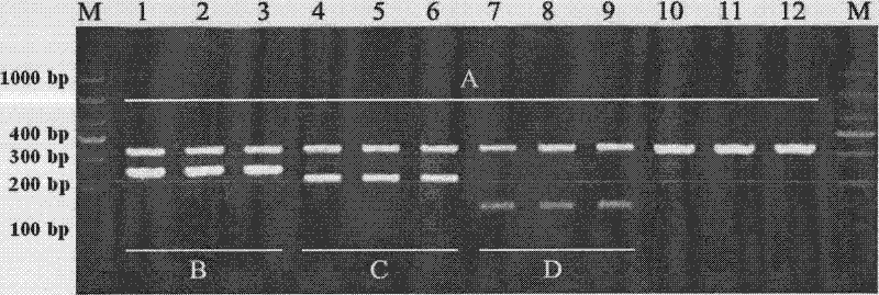 PCR method for rapid identification of four types of blue crabs of scylla