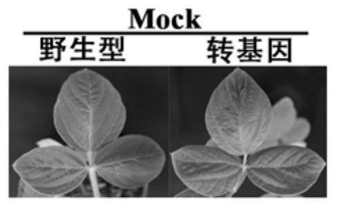 Application of Conserved Fragment cfo of Soybean Mosaic Virus and Inverted Repeat Vector Constructed from Soybean Mosaic Virus in Broad Spectrum Resistance of Soybean to SMV