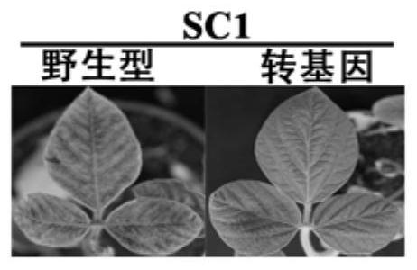 Application of Conserved Fragment cfo of Soybean Mosaic Virus and Inverted Repeat Vector Constructed from Soybean Mosaic Virus in Broad Spectrum Resistance of Soybean to SMV