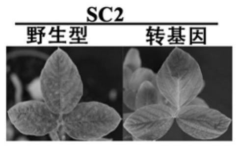 Application of Conserved Fragment cfo of Soybean Mosaic Virus and Inverted Repeat Vector Constructed from Soybean Mosaic Virus in Broad Spectrum Resistance of Soybean to SMV