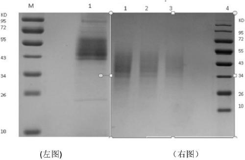 Chitin deacetylase derived from saccharomyces cerevisiae, encoding gene and applications