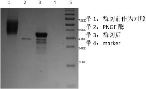 Chitin deacetylase derived from saccharomyces cerevisiae, encoding gene and applications