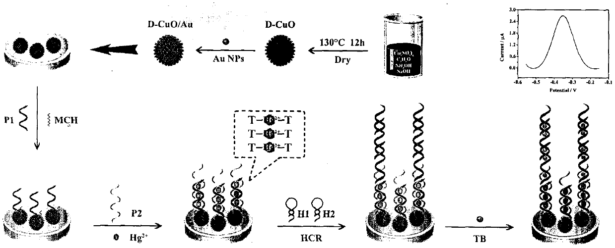 Novel biosensor for heavy metal mercury contaminant detection